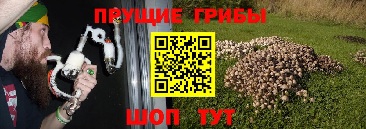 Псилоцибиновые грибы Psilocybe Кубинка